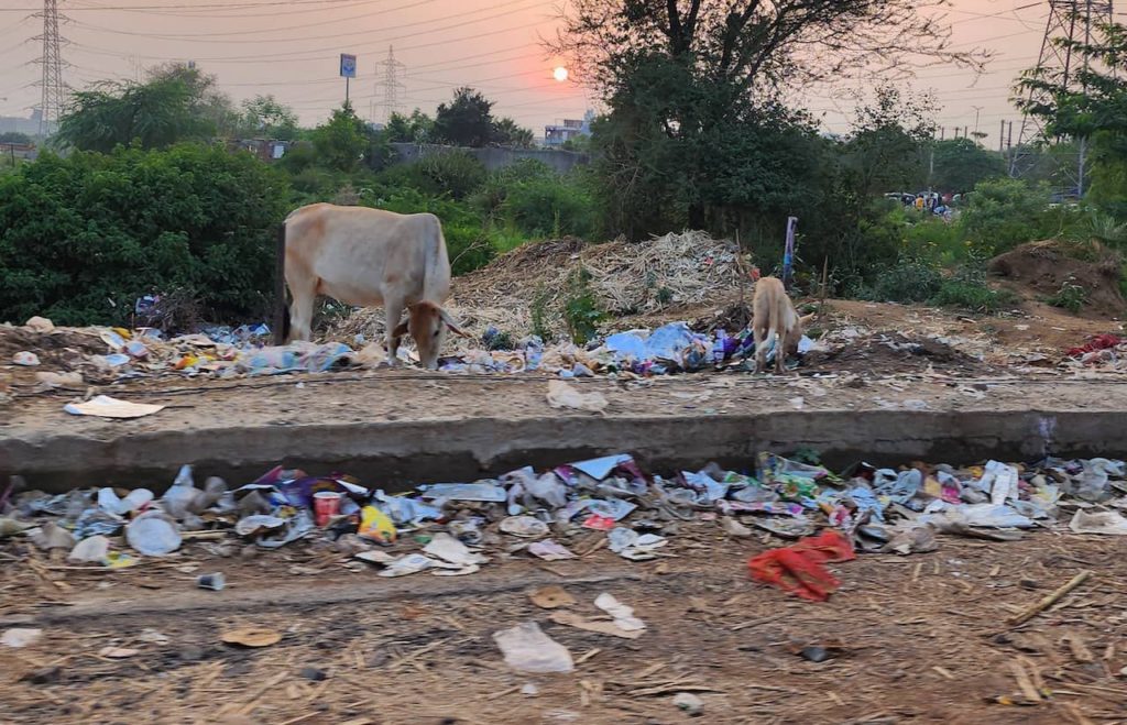 Cows and dogs feasting on rotting garbage in Gurgaon